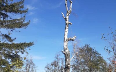 На кладовищах районів “Роша” та “Садгора” проходять роботи по зрізанню дерев